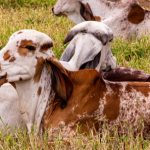 João Eustáquio De Almeida Junior analisa como a pecuária pode crescer de forma sustentável, conciliando produtividade e preservação ambiental.