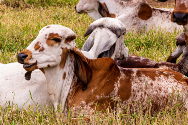 João Eustáquio De Almeida Junior analisa como a pecuária pode crescer de forma sustentável, conciliando produtividade e preservação ambiental.