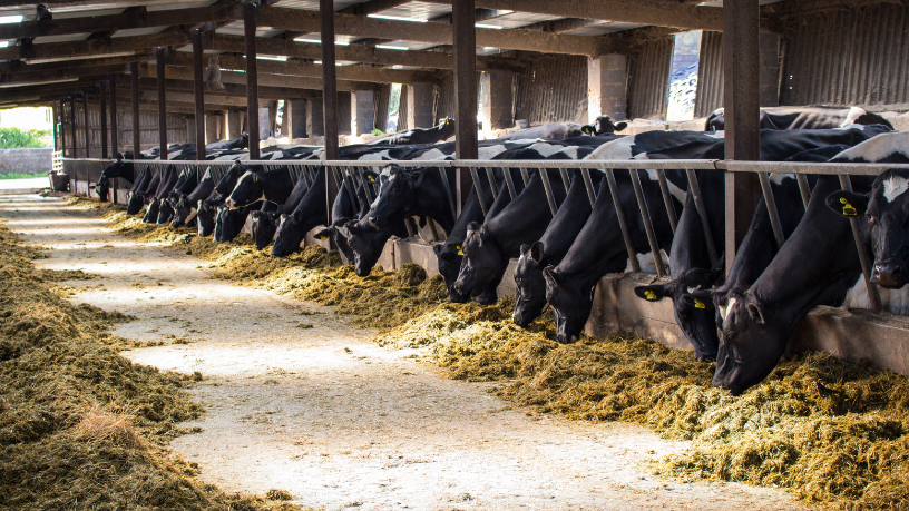 Neste artigo, João Eustáquio De Almeida Junior explica os desafios e as soluções para equilibrar a produção pecuária com o cuidado ao meio ambiente.